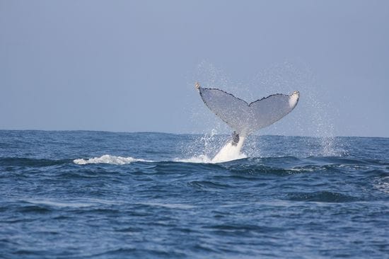 Whale Watching on Essence - a first hand experience on the new boat